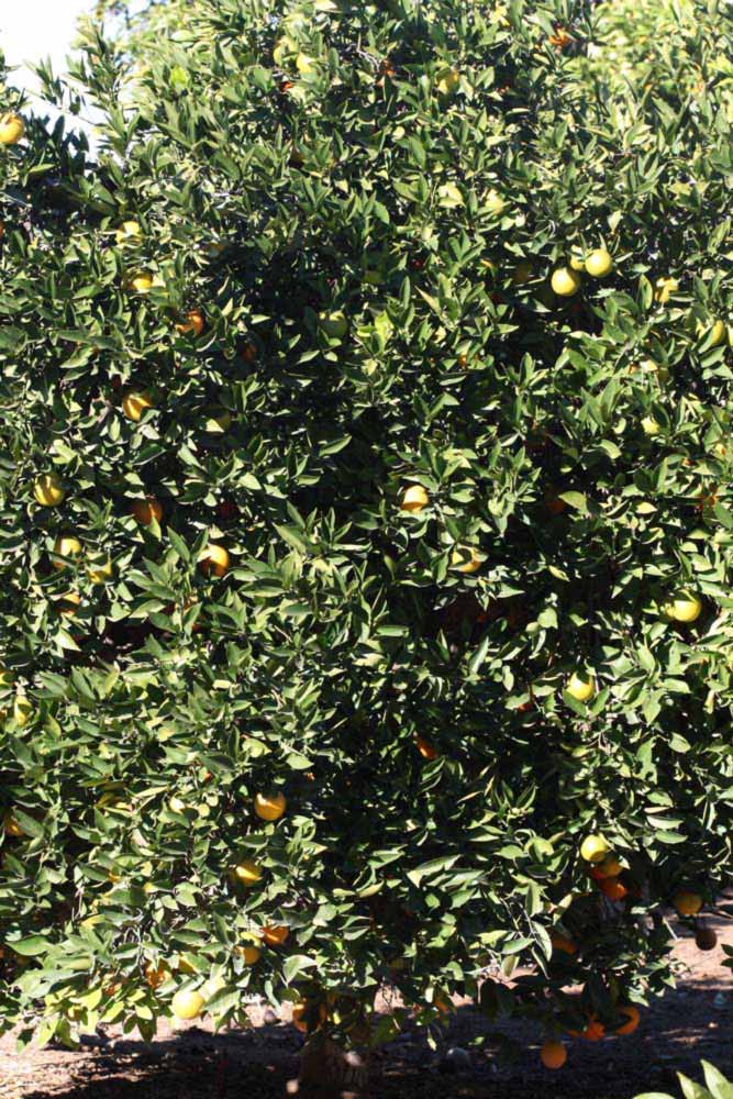              Habit (Riverside, CA)       